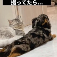 犬と猫