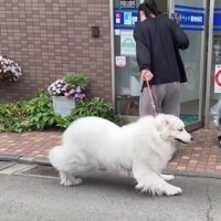 腰を下げて抵抗する犬