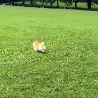 他の犬の誘いを巻いて…