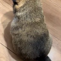 真ん丸な赤ちゃん犬