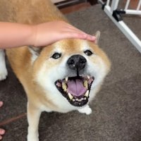 「もっとなでて」