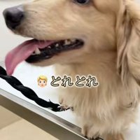 さらお君を病院に連れて行ったら7
