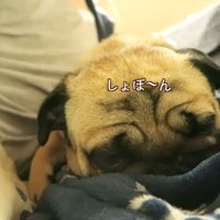 しょんぼり…