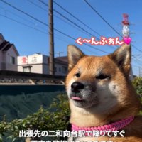 舌が出るくうちゃん