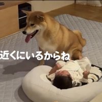 赤ちゃんのそばに座る犬