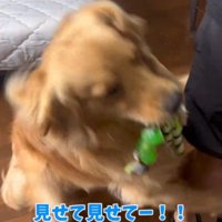 おもちゃを咥えて男性の足にしがみつく犬