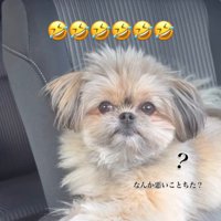 こんぶちゃんにパパとママを好きか聞いたら8