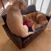 前を向いて落ち着く2匹の犬