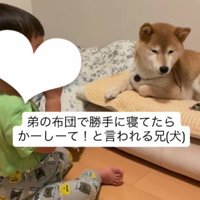 布団で寝る大吉くん