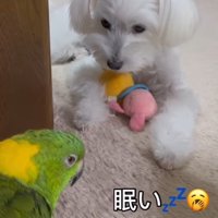 のんちゃんは眠い…
