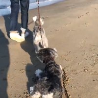 波打ち際に向かってトコトコ…