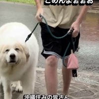 焦りは見えないアクセルさん