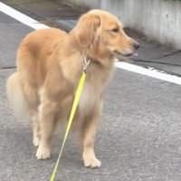 横を向く犬