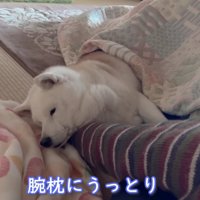 腕枕にうっとりするあいちゃん