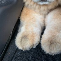 後部座席にいた犬が…
