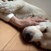 前足で手をぎゅっと掴む犬