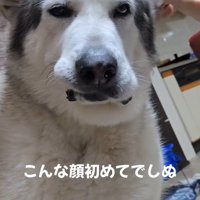 耳掃除中のアランちゃん