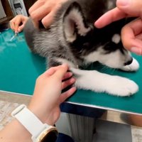 キョトン顔のレイルちゃん