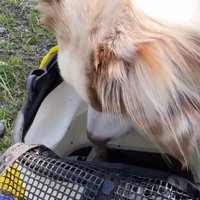 魚が気になるガルちゃん