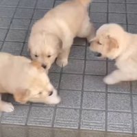 仲間同士で大騒ぎ！！
