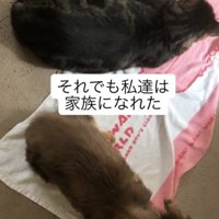 同居猫たちとも仲良しに