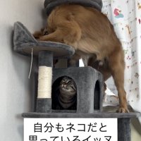 丸いベッドに体を預ける犬