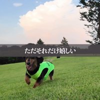 草の上を走り回る犬