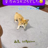 成犬から離れていく子犬
