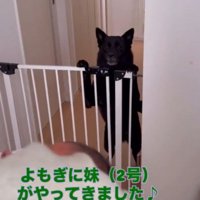 柵に前足をかけて女性を見つめる犬
