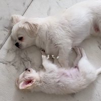 ぽてと君とお兄ちゃん犬3