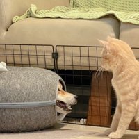 猫用ハウスにわんこが！？