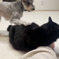 猫の背中に前足を乗せる犬