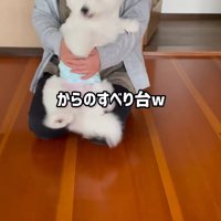 女性の膝に座る犬