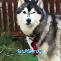 「まだ入らないけど？」