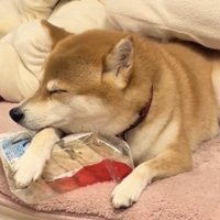 冷凍うどんを抱えて眠る犬