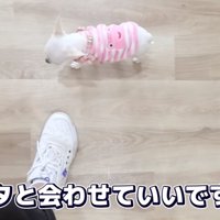 パピー教室にやってきた子犬