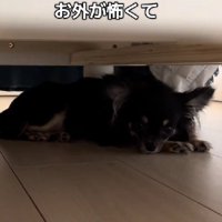 お外が怖い？