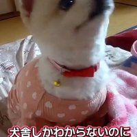 周囲を見回す犬