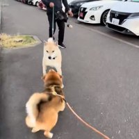 体を低くするぽんたくん