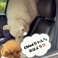 大型犬と小犬