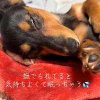 眠くて変顔になるレオくん