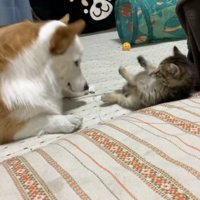 後ろに倒れる子猫