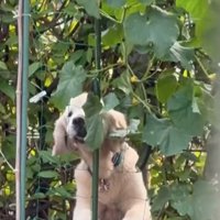 もう1つのきゅうりを食べる大型犬