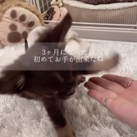 手のひらにお手をする犬