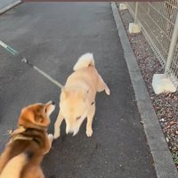 お友達に会った時のぽんた君7