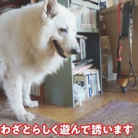 ラッキーちゃんを預かった時のBJ くん5