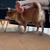 飼い主さんの足で背中をセルフマッサージする犬