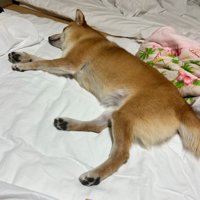 ダランと脱力して眠る柴犬