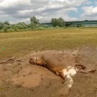 泥の中を転がる大型犬2