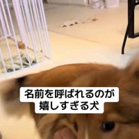 名前を呼ばれた時のリックくん5